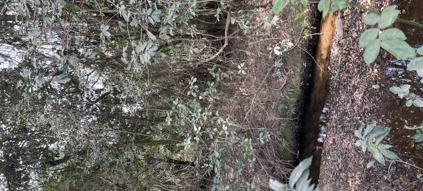 A dense forest scene with a small, shallow stream running through the undergrowth. The area is surrounded by thick vegetation and natural foliage.